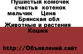 Пушистый комочек счастья (котенок-мальчик) › Цена ­ 500 - Брянская обл. Животные и растения » Кошки   